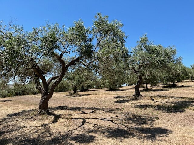 olio evo di sardegna - Oleoturismo in sardegna - su exi