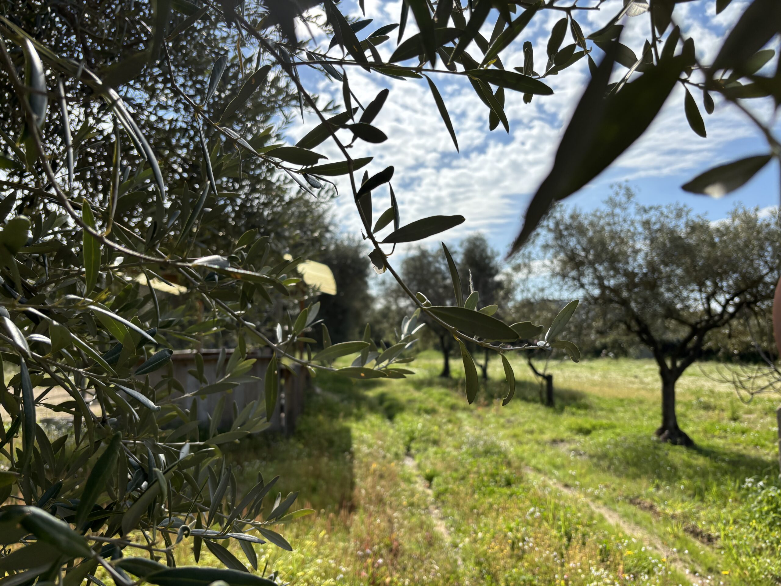 su exi - olio evo di sardegna - Oleoturismo in sardegna