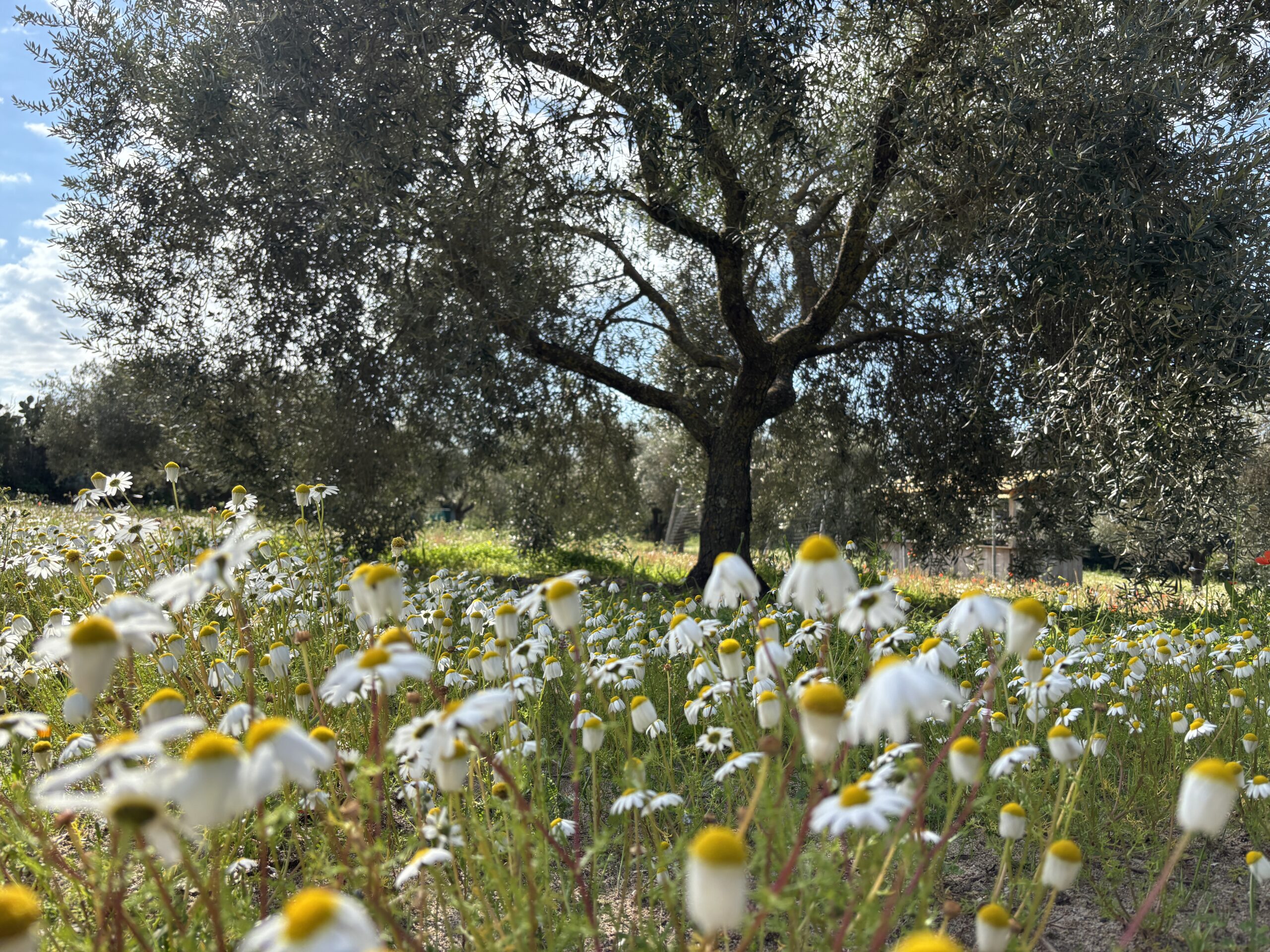 su exi - olio evo di sardegna - Oleoturismo in sardegna