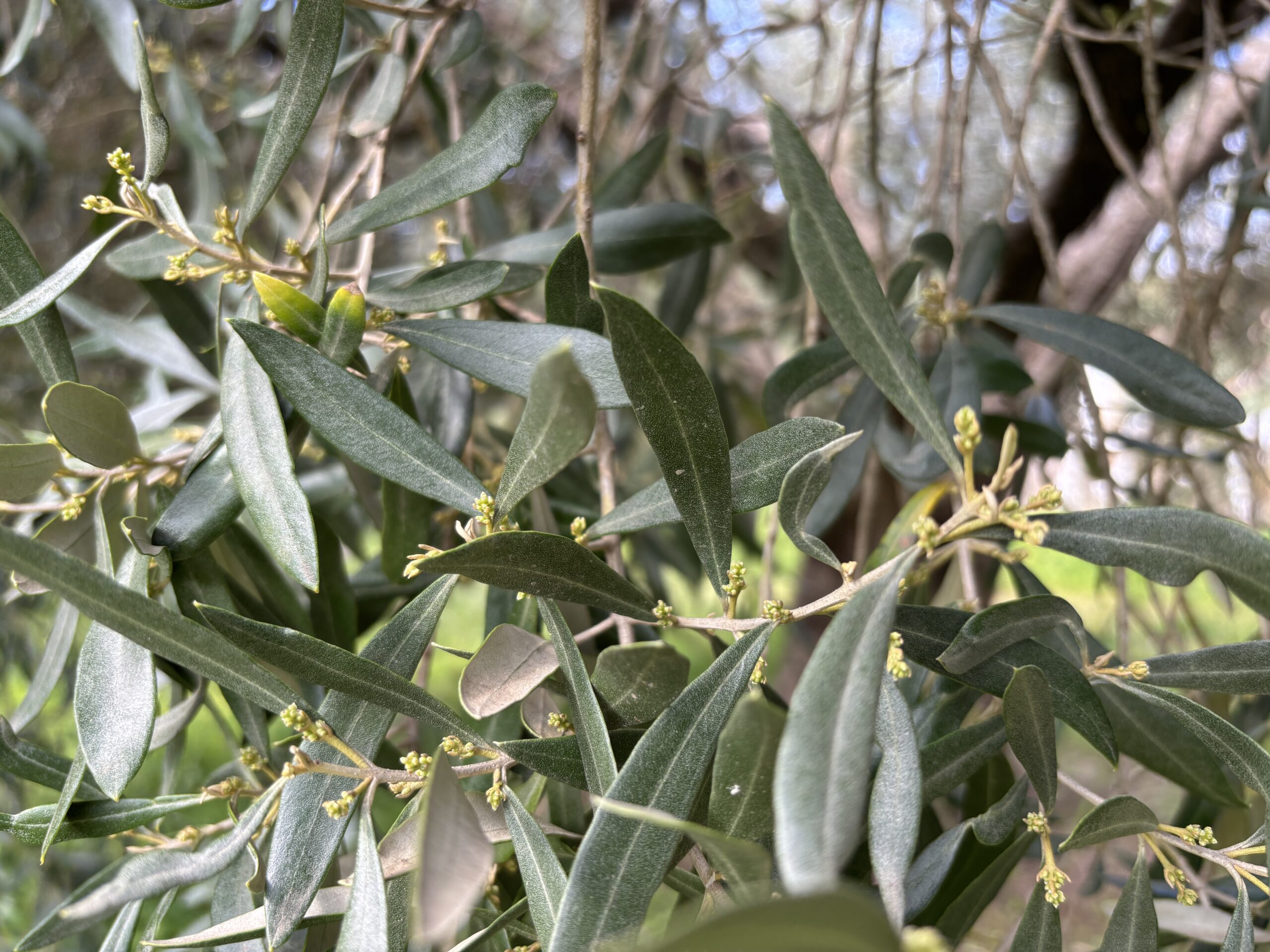 su exi - olio evo di sardegna - Oleoturismo in sardegna