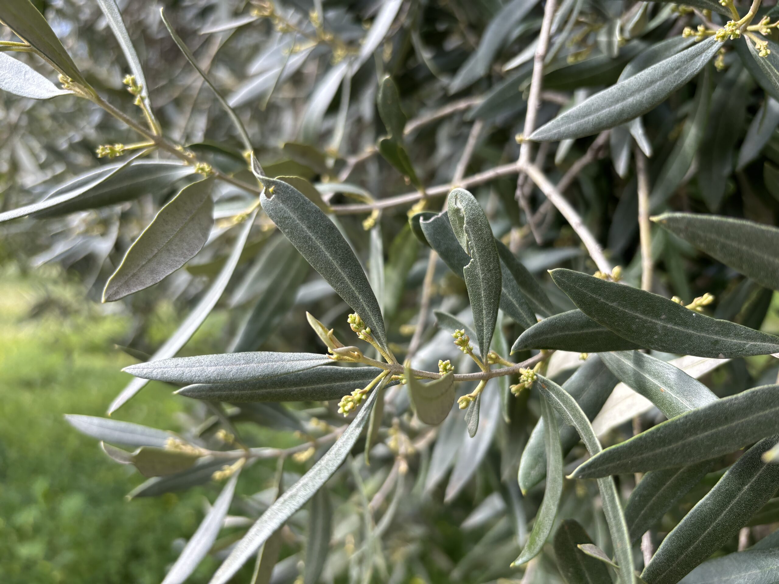 su exi - olio evo di sardegna - Oleoturismo in sardegna