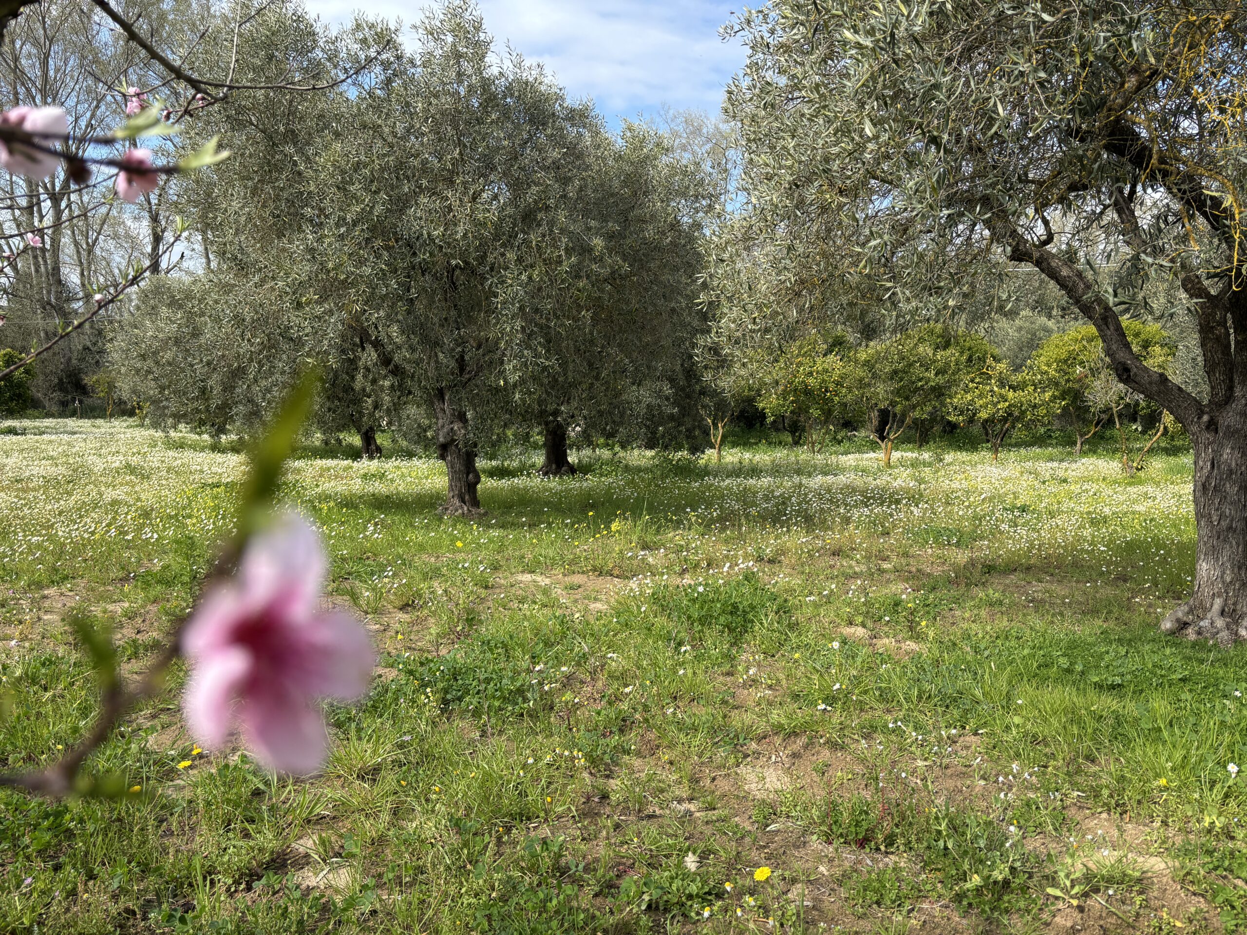 su exi - olio evo di sardegna - Oleoturismo in sardegna