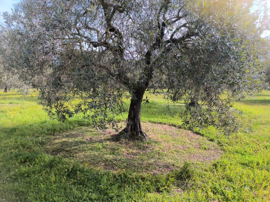 Su Exi uliveto